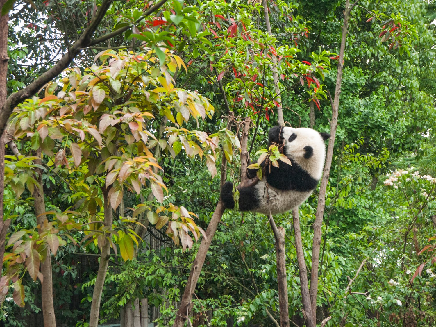 Chengdu